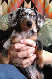 Dachshund puppies for adoption nc. Update Dachshund Puppies Thriving In New Homes Aspca