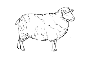 Black And White Sheep Drawing How To Draw A Sheep Sheep Paintings Sheep Illustration Sheep Art