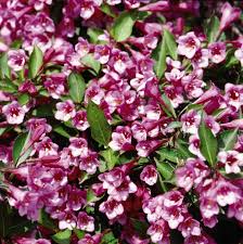 They have all sprouted and all four are 3 inches high with variegation in full effect. Minuet Weigela Pahl S Market Apple Valley Mn