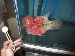Flowerhorn Super Perfect Strain For Sale Philippines Find New And Used Flowerhorn Super Perfect Strain On Olx Animal Lover Fish Pet Reptiles And Amphibians