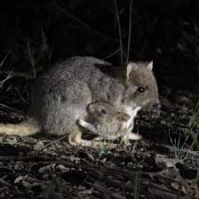 Fantastic workshop today @wildbark with colleagues from @phillipislandnp  @wintonwetlands @ouranu @odonata_foundation @anufennerschool @scicomm_anu  @act_government @act_snake_removals @ginninderry