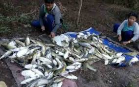 Eufrat—ribuan ikan mas ditemukan mati mengambang dan menumpuk di tepian sungai eufrat, irak, jumat (2/11/2018). Diduga Tercemar Limbah Ribuan Ikan Mati Mengapung