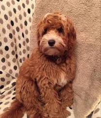 The adorable cuddly teddy bear look is the look we breed for. Grooming Styles British Cockapoo Society