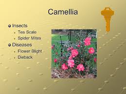 Camellia (pronounced /kəˈmɛliə/ or /kəˈmiːliə/) is a genus of flowering plants in the family theaceae. Camellia Diseases And Insects