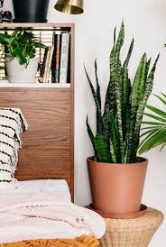The most common cause of this condition is overwatering. Everything To Know About Caring For A Snake Plant Before You Buy Lonny