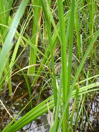Image result for Calamus deerratus