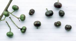 Image result for Dovyalis sp. A