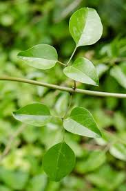 Image result for Jasminum fluminense