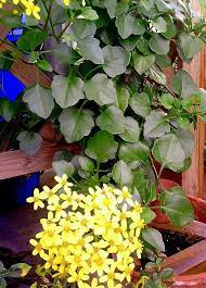 Flowering vines offer a landscape solution for many needs. Senecio Angulatus Wikipedia