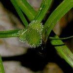 Image result for Kyllinga pumila