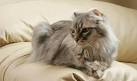 American Curl Cat Breed Information, Pictures ...