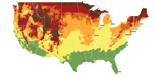 Image result for Cyphia lasiandra