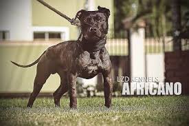 Online Pedigrees 468725 Lzd Team Cro Ch Africano Pitbull Terrier American Pitbull Terrier Pitbull Dog