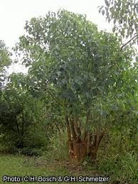 Jump to navigation jump to search. Gmelina Arborea Prota Plantuse English
