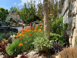 'california sunset','nochi shibari', 'toyosho' are shrubby growers with. A Drought Tolerant California Garden Finegardening