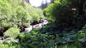 Selale Deresi Gorenleri Mest Ediyor