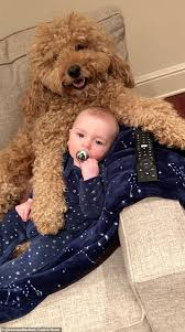 Maybe you would like to learn more about one of these? Golden Doodle Pup Racks Up 700k Instagram Followers For Posing Up With Baby Brother Daily Mail Online