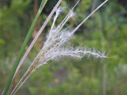 Image result for Andropogon eucomus