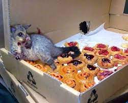 This Possum Ate So Many Donuts He Couldn T Move And Didn T Care Those Donuts Go Straight To The Tail In Captivity Overfed Cute Animals Funny Animals Possum