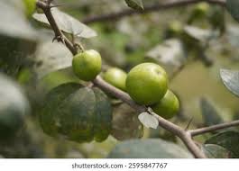 Image result for Ziziphus abyssinica