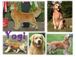Pedigree Am Ch Otch Ct Can Ch Highmark Mirasol Once A Knight Vcd4 Udx3 Jh Mx Mxj Wc Vcx Os Sdhf Obhf