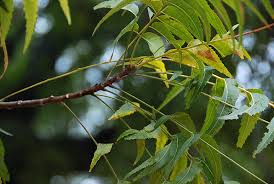 Image result for Azadirachta