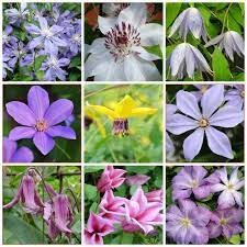 Ever blooming clematis flowering vine. Extend Your Clematis Bloom Season To Spring Through Fall With Dan Long A Way To Garden