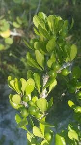 Image result for Vangueria randii