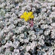 Tens of thousands of cacti and succulents are beginning to set flower buds. Cape Blanco Sedum Stonecrop High Country Gardens
