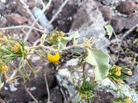 Image result for Solanum campylacanthum 'incanum type'