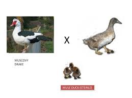 May 05, 2015 · i rescued all my ducks. Duck Farming Ppt Download