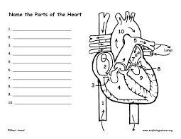 The heart is a muscular organ in most animals, which pumps blood through the blood vessels of the circulatory system. Blood Flow Through The Heart Coloring Page Ambok