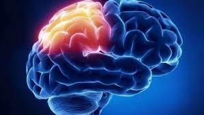 Un estudio del CSIC demuestra que el cerebro humano genera nuevas neuronas  hasta los 90 años