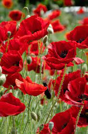 Red Poppies Photo L Kung Jr Poppy Garden Poppy Flower Red Flowers