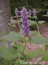 Image result for Cryptolepis hypoglauca