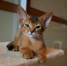Pin By Sevde On 1 Samtpfoten Die Grosse Weite Tierwelt Abyssinian Cats Pretty Cats Abyssinian Kittens
