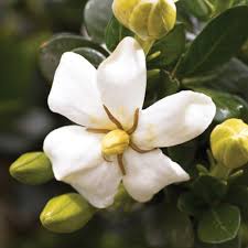 $10 off flower delivery by teleflora. Heaven Scent Gardenia Finegardening