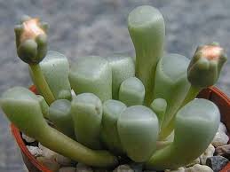 Baby Toes Fenestraria Rhopalophylla Succulent Plants
