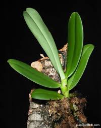 Image result for Aerangis collum-cygni