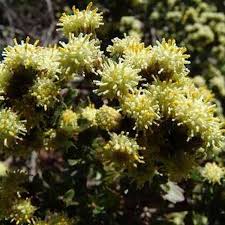 Image result for Nidorella ivifolia