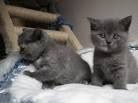 Available Kittens - British Shorthair
