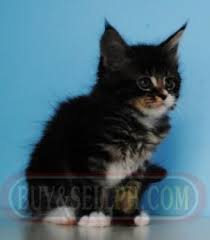 They love being with their family playing with children other pets and are loyal and loving. Available Maine Coon Kittens For Sale Philippines Find New And Used Available Maine Coon Kittens For Sale On Buyandsellph