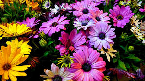 Chiaro di luna foto di fiori. Fiori 4k Sfondi Hd Ibisco Colori Sfondo Hd Wallpaperbetter