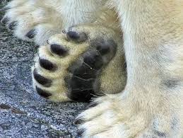 Pin By Kim B On My Art Stuff Polar Bear Illustration Polar Bear Paw Polar Bear Facts