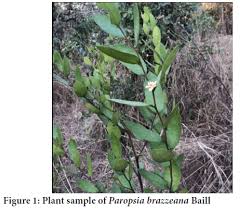 Image result for Paropsia brazzeana