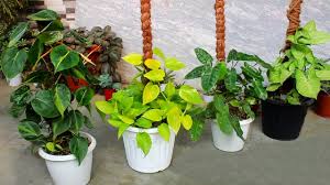 Check spelling or type a new query. 9 Perfect Indoor Plants For Moss Stick Youtube