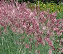 Image result for Melinis ambigua