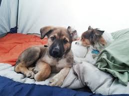 We did not find results for: Streifen The 1 2 Rhodesian Ridgeback 1 2 German Shepard Puppy Loved Camping Album On Imgur