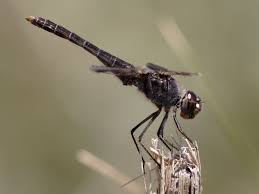 Image result for Triumfetta brachyceras