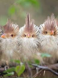 Birds You Can Have As Pets Uk Choosing Plants To Entice Birds And Butterflies To Your Yard In 2020 Animals Beautiful Pet Birds